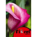 Κάλλα Ρόζ 14/+ Fiorel Ολλανδίας σε Φάκελο