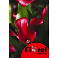 Κάλλα Κόκκινη 14/+ Fiorel Ολλανδίας  σε Φάκελο