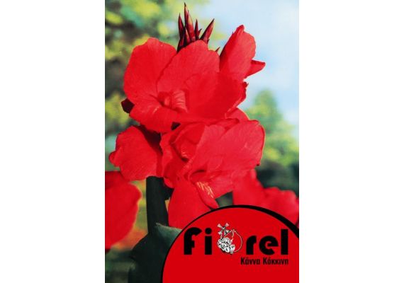 Κάννα Κόκκινη 2/3 Fiorel Ολλανδίας σε Φάκελο